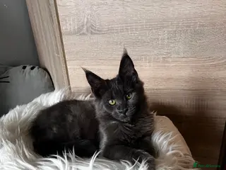 Maine Coon cats Maine Coon kittens - Advert 2