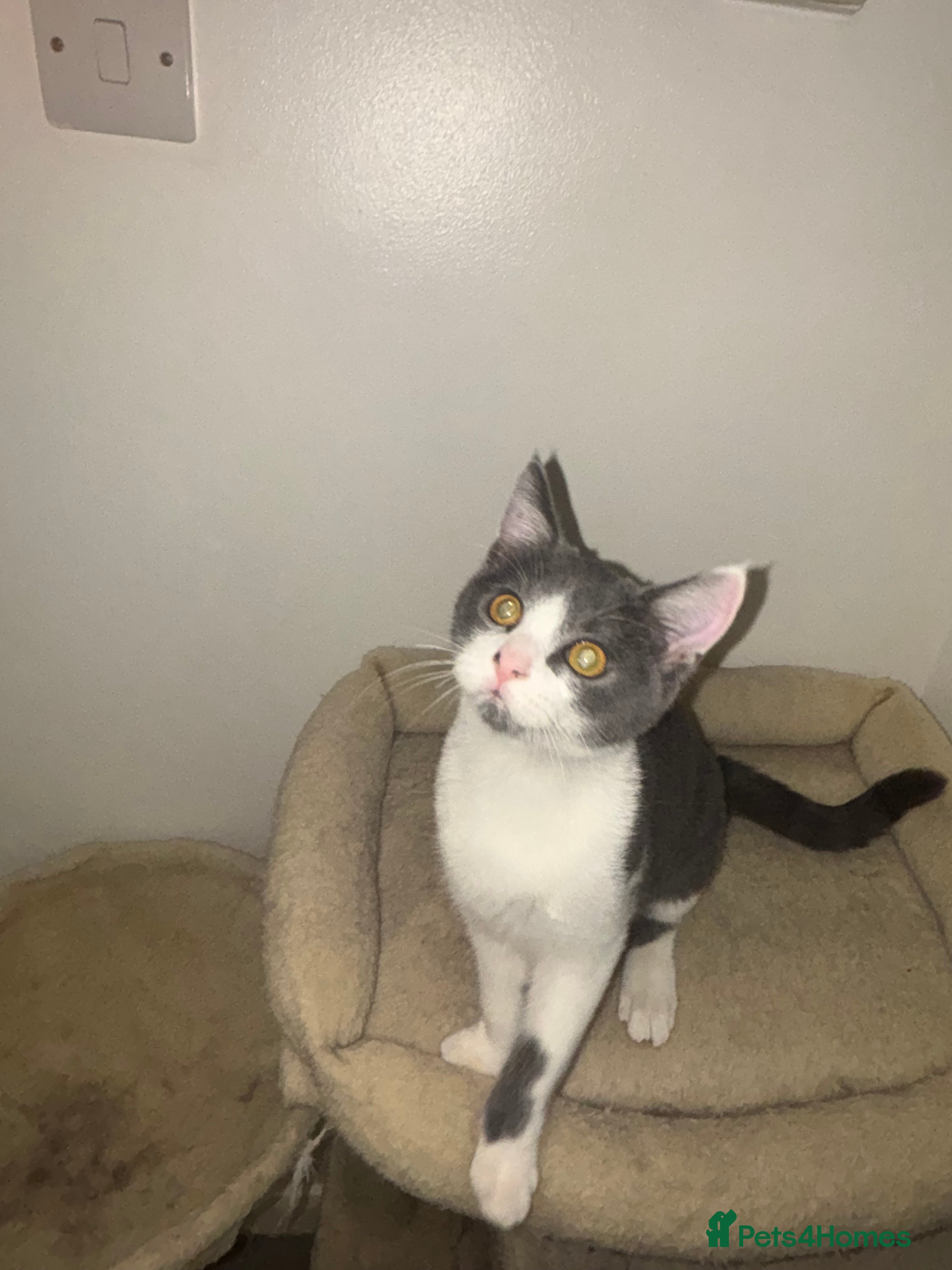 British Shorthair cats British shorthair & Domesticated shorthair female - Advert 15