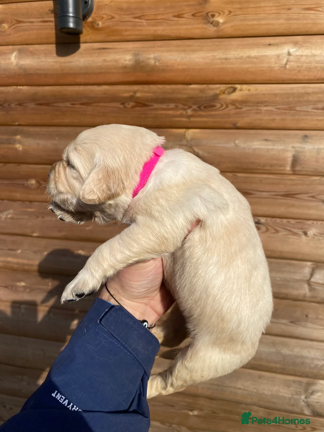 Golden Retriever dogs for sale: 💛🤍 5 Star ⭐️🐶 Golden Retriever Pups 🐶 🌟🤍💛 - Advert 34