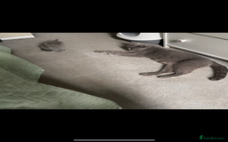 Brazilian Shorthair cats for sale: 🐾 Beautiful British Shorthair Kitten for Sale 🐾 - Image 5