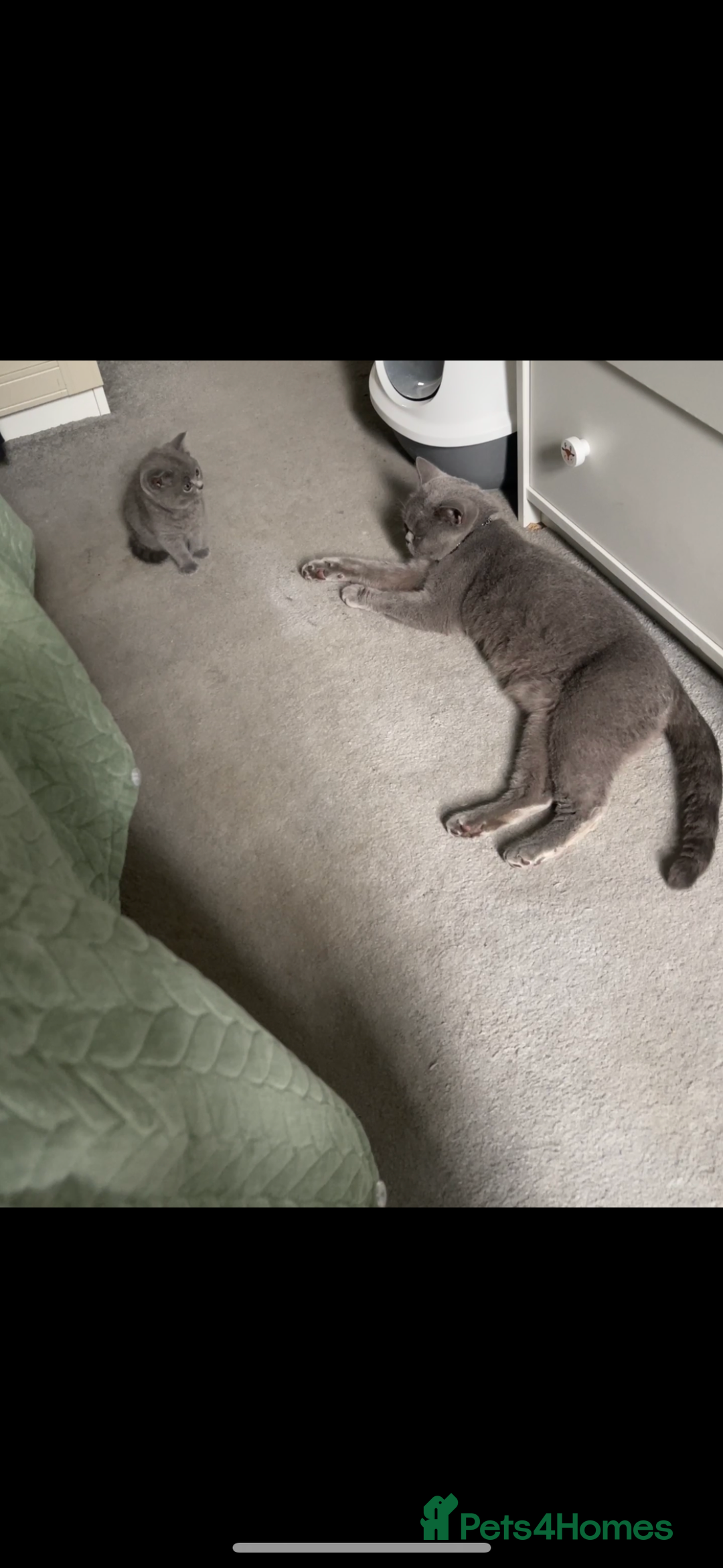 Brazilian Shorthair cats for sale: 🐾 Beautiful British Shorthair Kitten for Sale 🐾 - Image 5