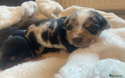 Jack Russell dogs for sale: Miniature Jack Russells  - Image 6