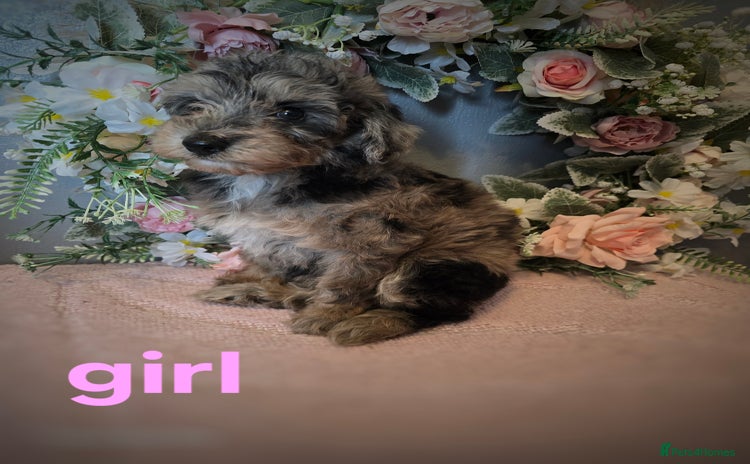Maltipoo dogs - Advert 1