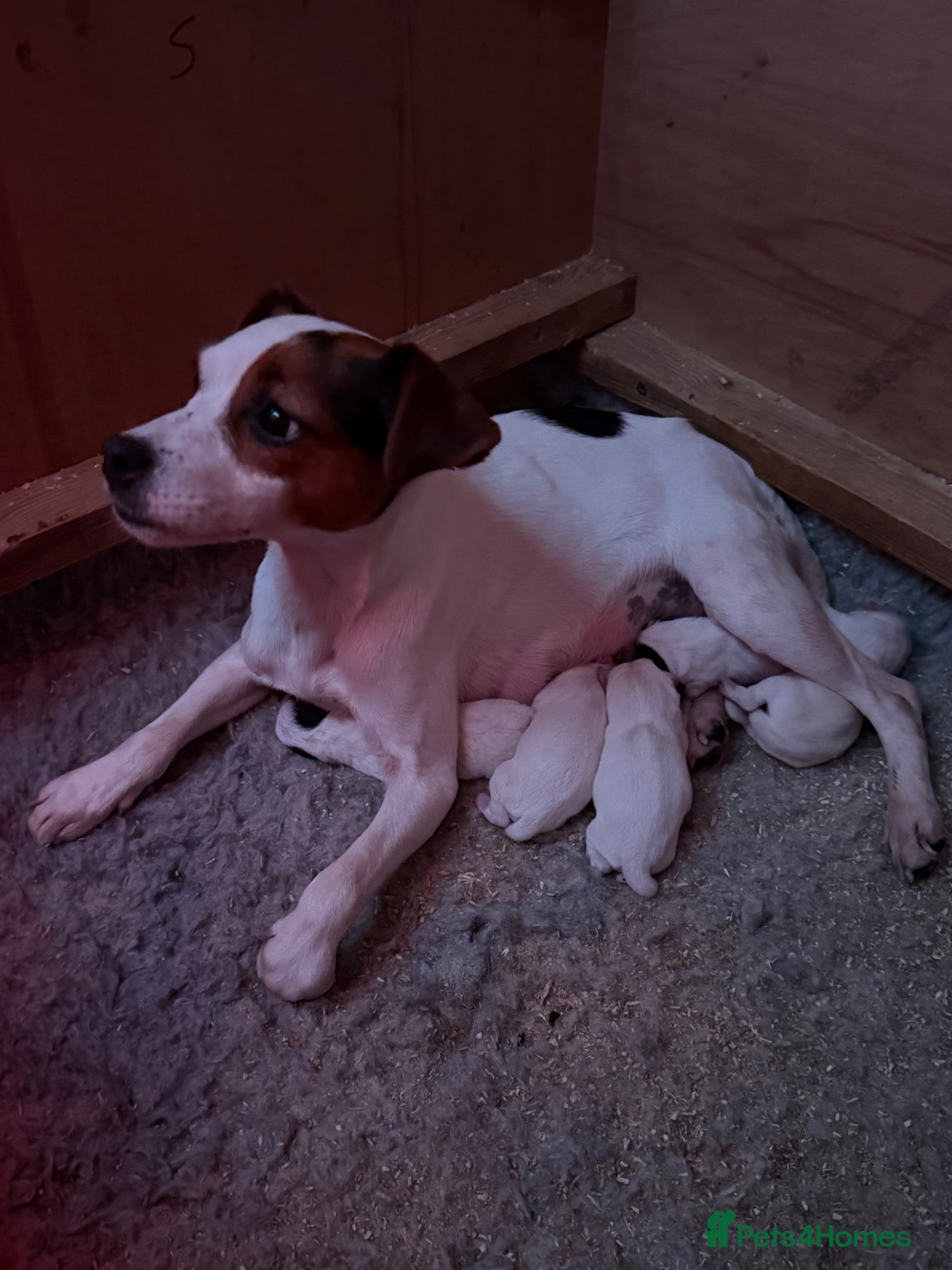 Parson Russell dogs Parson Russell pups for sale  - Advert 1