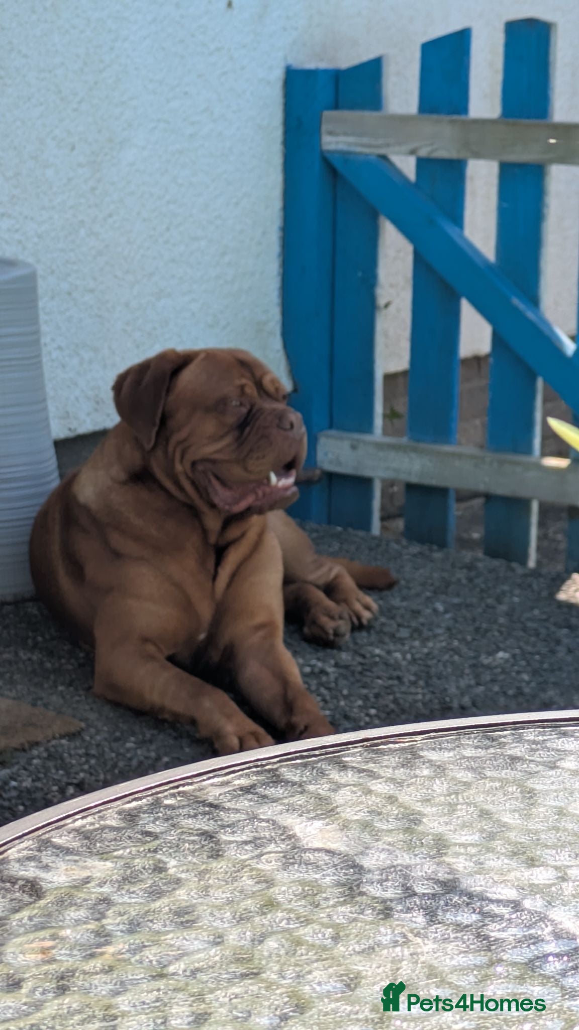 Dogue De Bordeaux dogs For stud  - Advert 2