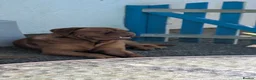 Dogue De Bordeaux dogs for stud: For stud  in Carmarthen - Advert 1