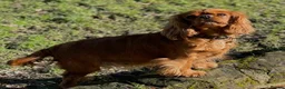 Cavalier King Charles Spaniel dogs for sale: Quality Cavalier King Charles puppy  - Advert 11