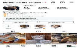 British Shorthair cats for sale: British Shorthair Champion Line kittens 🏆🥇😻 - Image 26