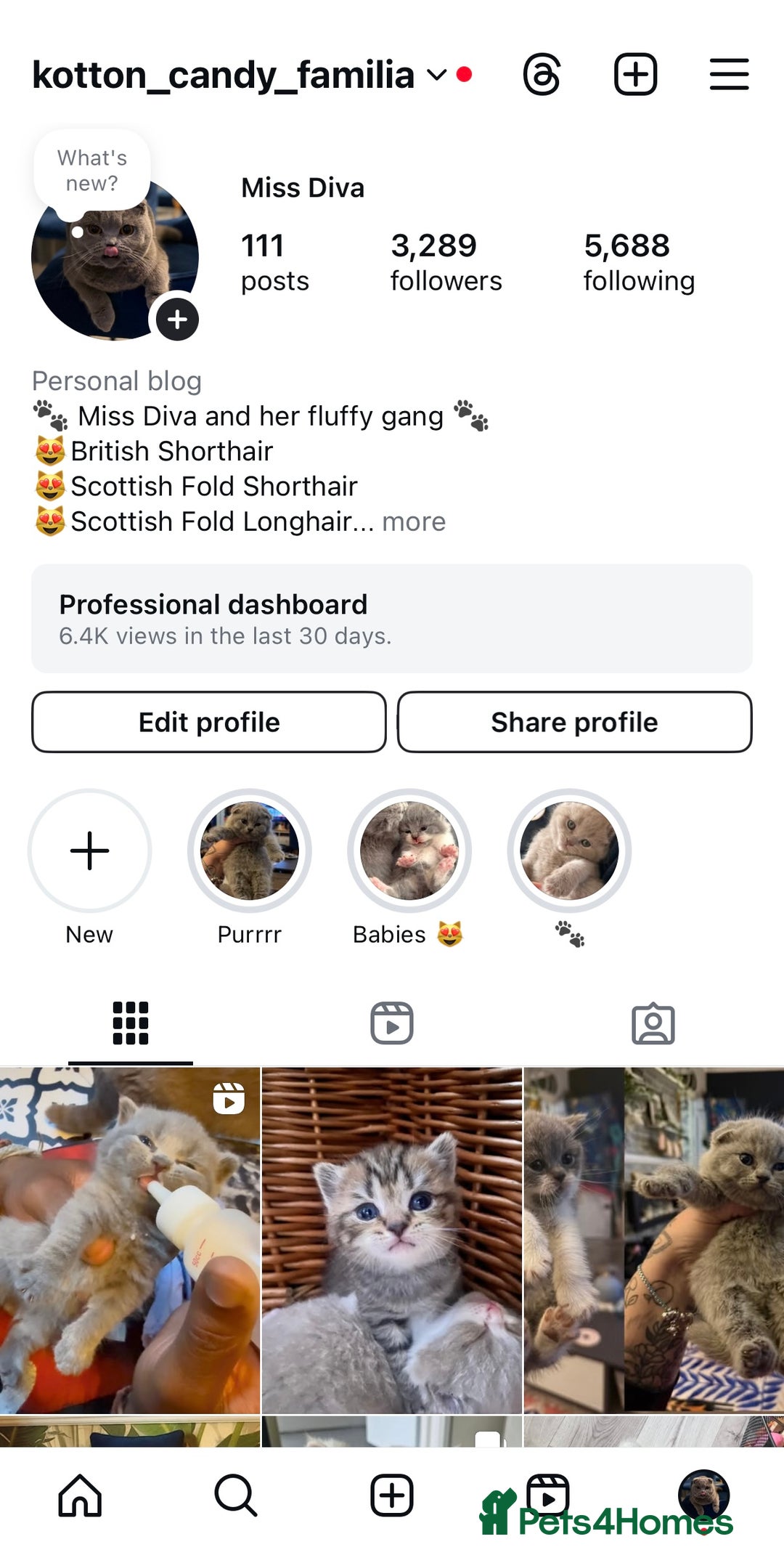 British Shorthair cats for sale: British Shorthair Champion Line kittens 🏆🥇😻 - Image 26