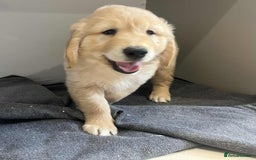 Golden Retriever dogs for sale: Beautiful Chunky KC Golden Retriever Puppies - Image 18