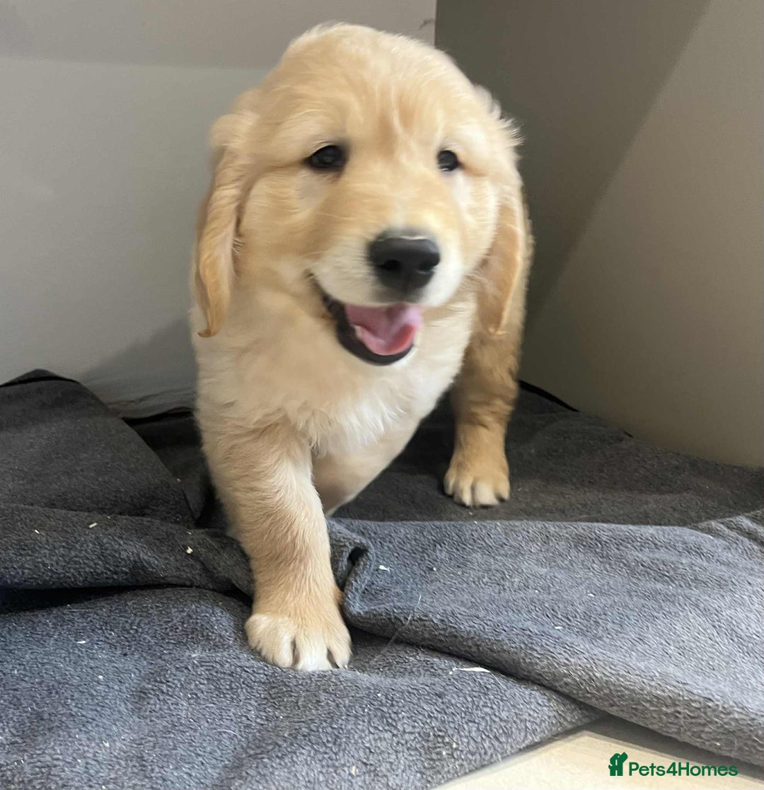 Golden Retriever dogs for sale: Beautiful Chunky KC Golden Retriever Puppies - Image 18