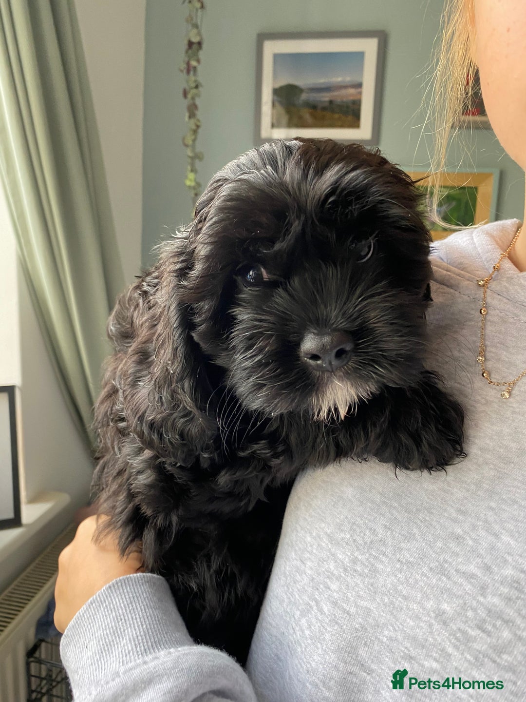 Cocker Spaniel Shih Cockapoo Cross Shih Tzu Gard Shihpoo Puppies