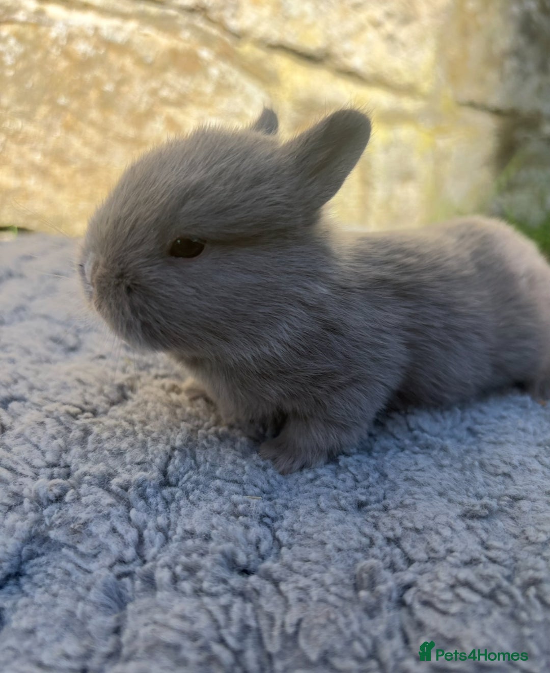 Netherland Dwarf rabbits for sale: Sweet Netherland Dwarf bunnies  - Advert 1
