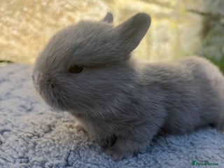 Netherland Dwarf rabbits Sweet Netherland Dwarf bunnies - Advert 9