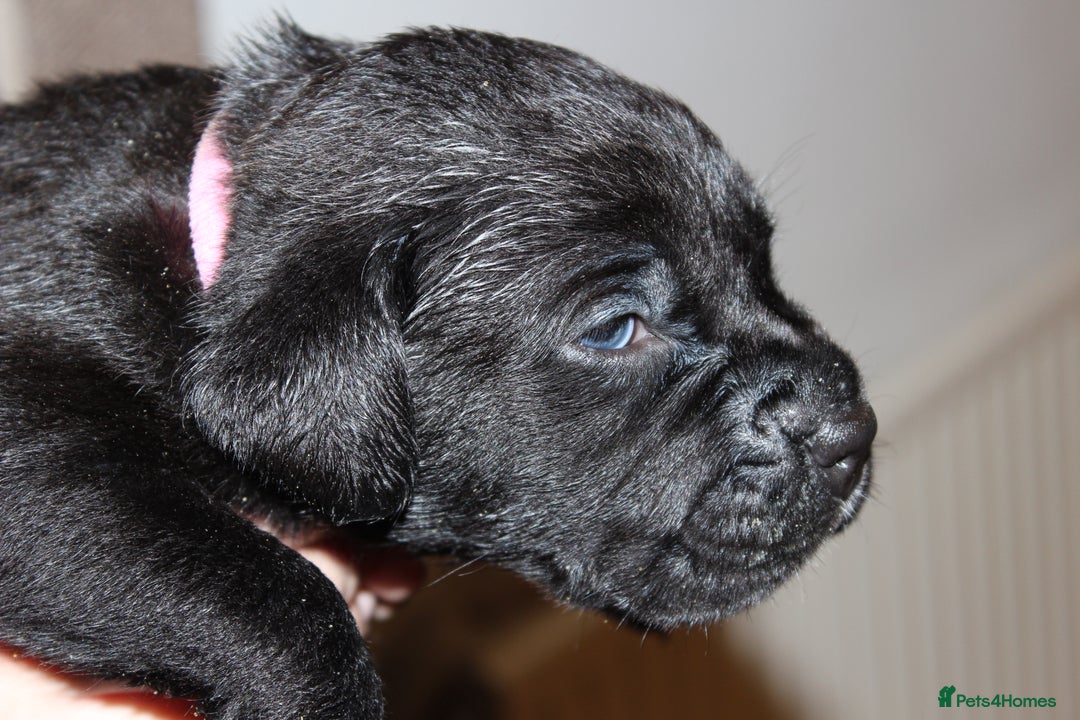 Cane Corso dogs for sale: Cane Corso Puppies from Exceptional Bloodlines, - Advert 8