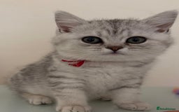 British Shorthair cats for sale: Pedigree|Champion Lines|GCCF Registered| - Image 37