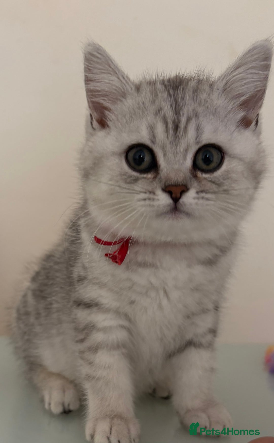British Shorthair cats for sale: Pedigree|Champion Lines|GCCF Registered| - Image 37