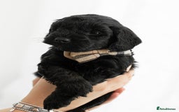 Cockapoo dogs for sale: F1 cockapoos LAST BOY🤎🤎 - Image 8