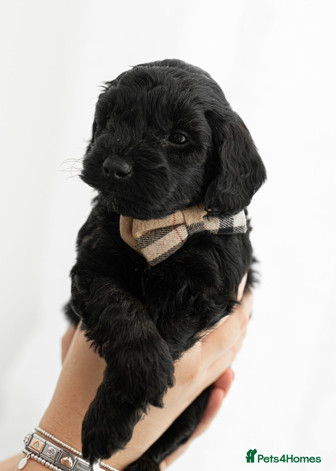 Cockapoo dogs for sale: F1 cockapoos LAST BOY🤎🤎 - Image 8