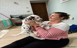 Dalmatian dogs for sale: Our gorgeous Liver boy  - Image 7