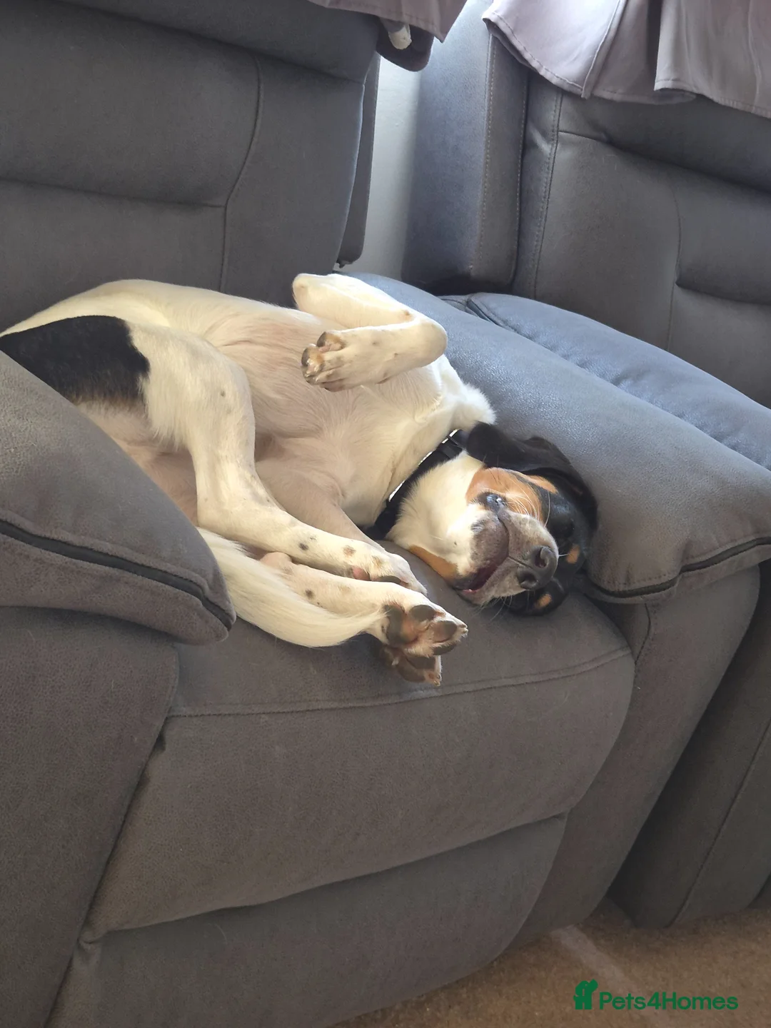 Mixed Breed dogs for sale: BUDDY       - Advert 6