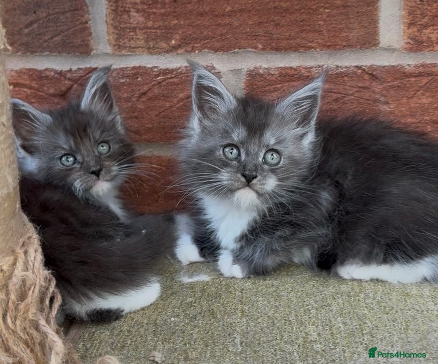 Maine Coon cats Maine coon kittens - Advert 2