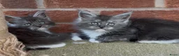 Maine Coon cats for sale: Maine coon kittens - Advert 2
