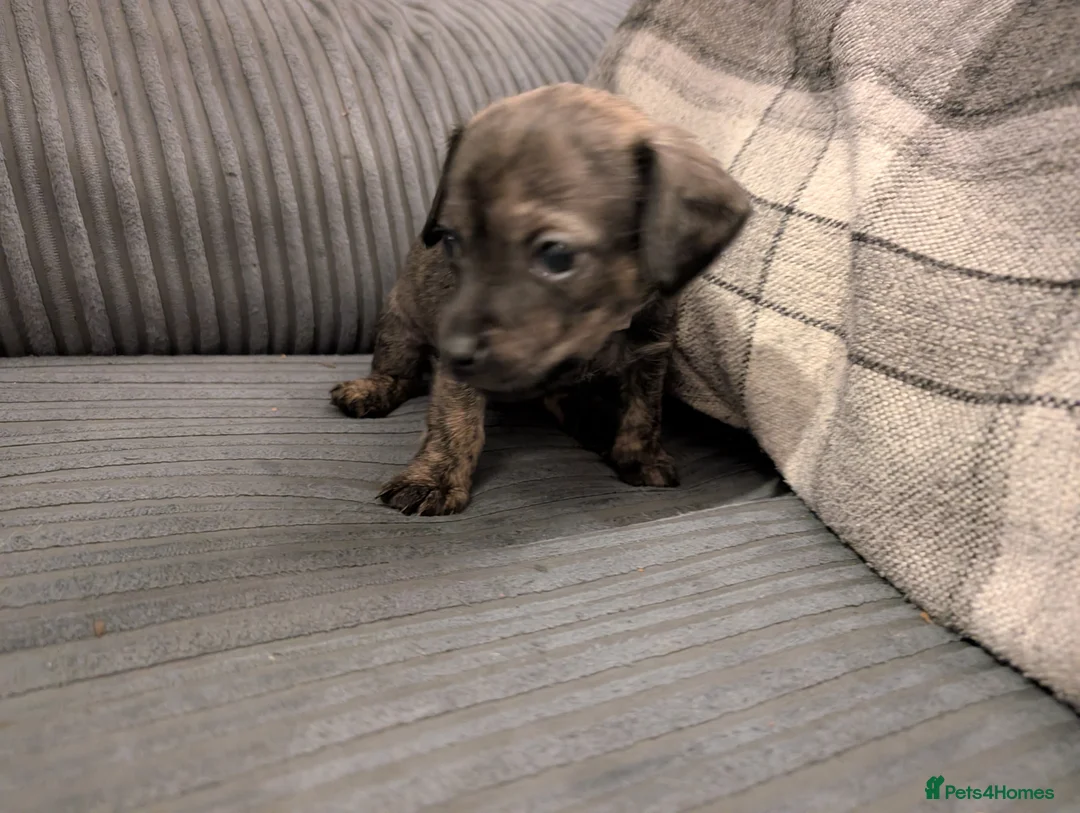 Mixed Breed dogs for sale: Beautiful small mixed breed puppies for sale - Advert 7