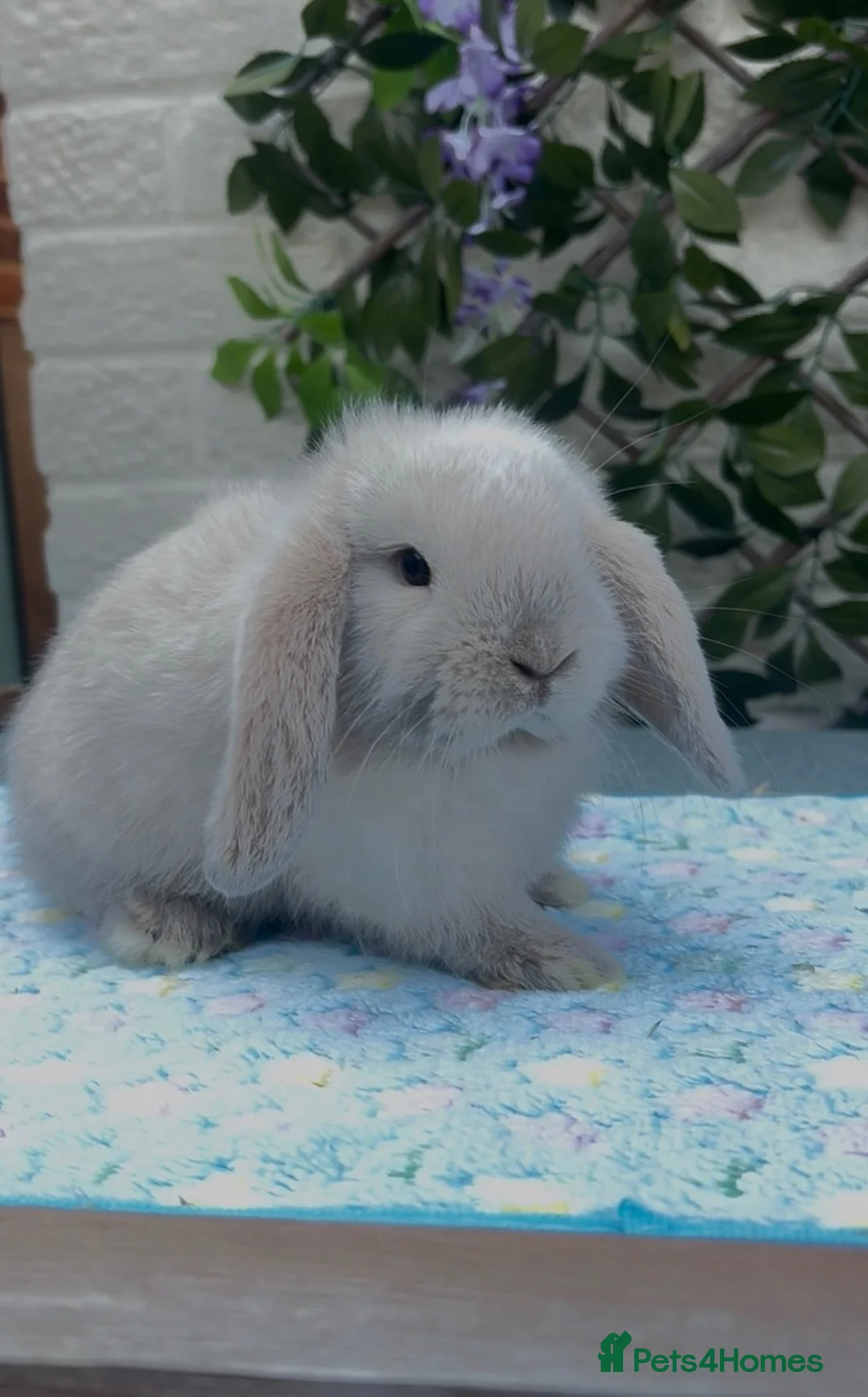 Mini Lop rabbits for sale: Mini lop buck  - Advert 4