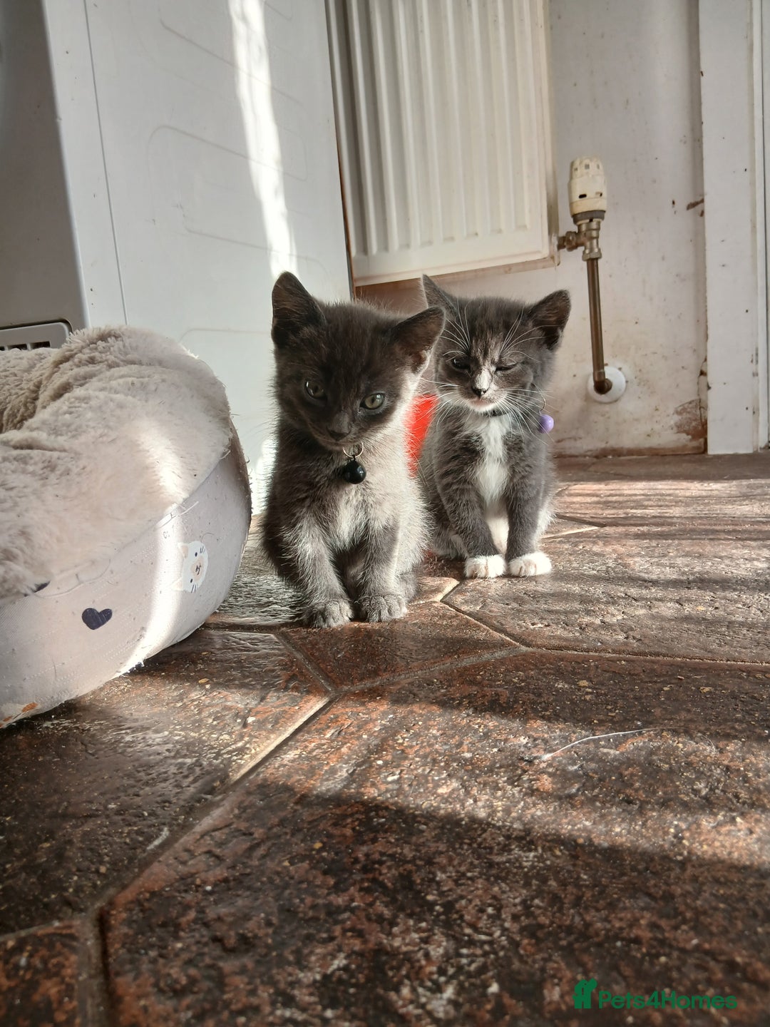 Mixed Breed cats for sale: 6 Kittens looking for new forever homes - Advert 24