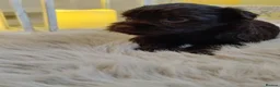 Yorkshire Terrier dogs for sale: Unique Chocolate and black Praline Yorkshire  - Advert 7