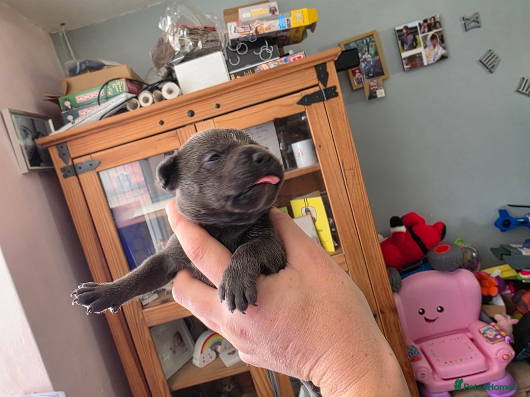 Staffordshire Bull Terrier dogs for sale: Kc blue staffordshire bull terrier puppies  - Image 5