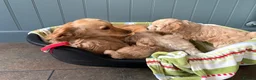 Cockapoo dogs for sale: F1 Cockapoo in Auchterarder - Advert 1