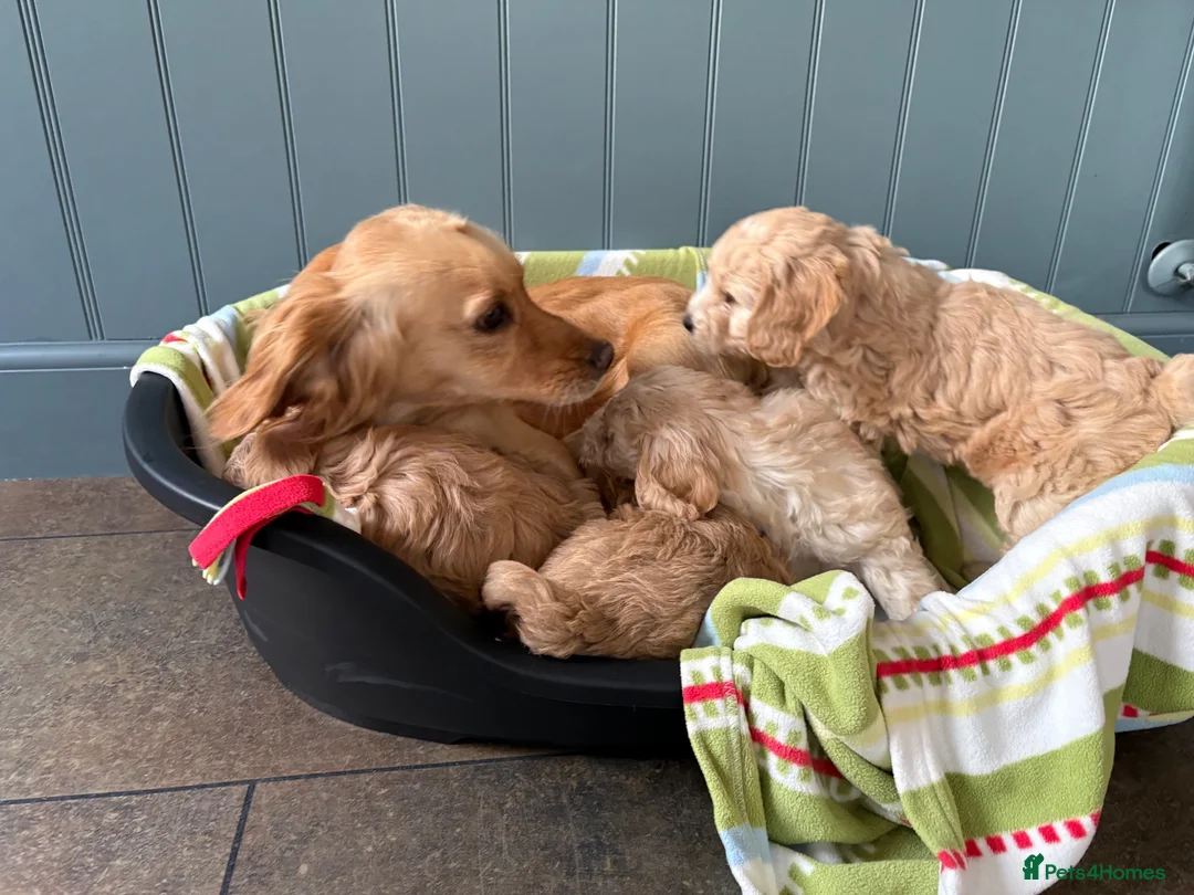 Cockapoo dogs for sale: F1 Cockapoo in Auchterarder - Advert 1