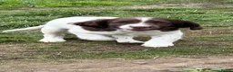 English Springer Spaniel dogs for sale: English springer spaniel puppies  - Advert 5