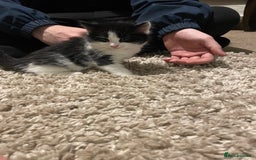 Mixed Breed cats for sale: 2 kittens looking for forever homes  - Image 2