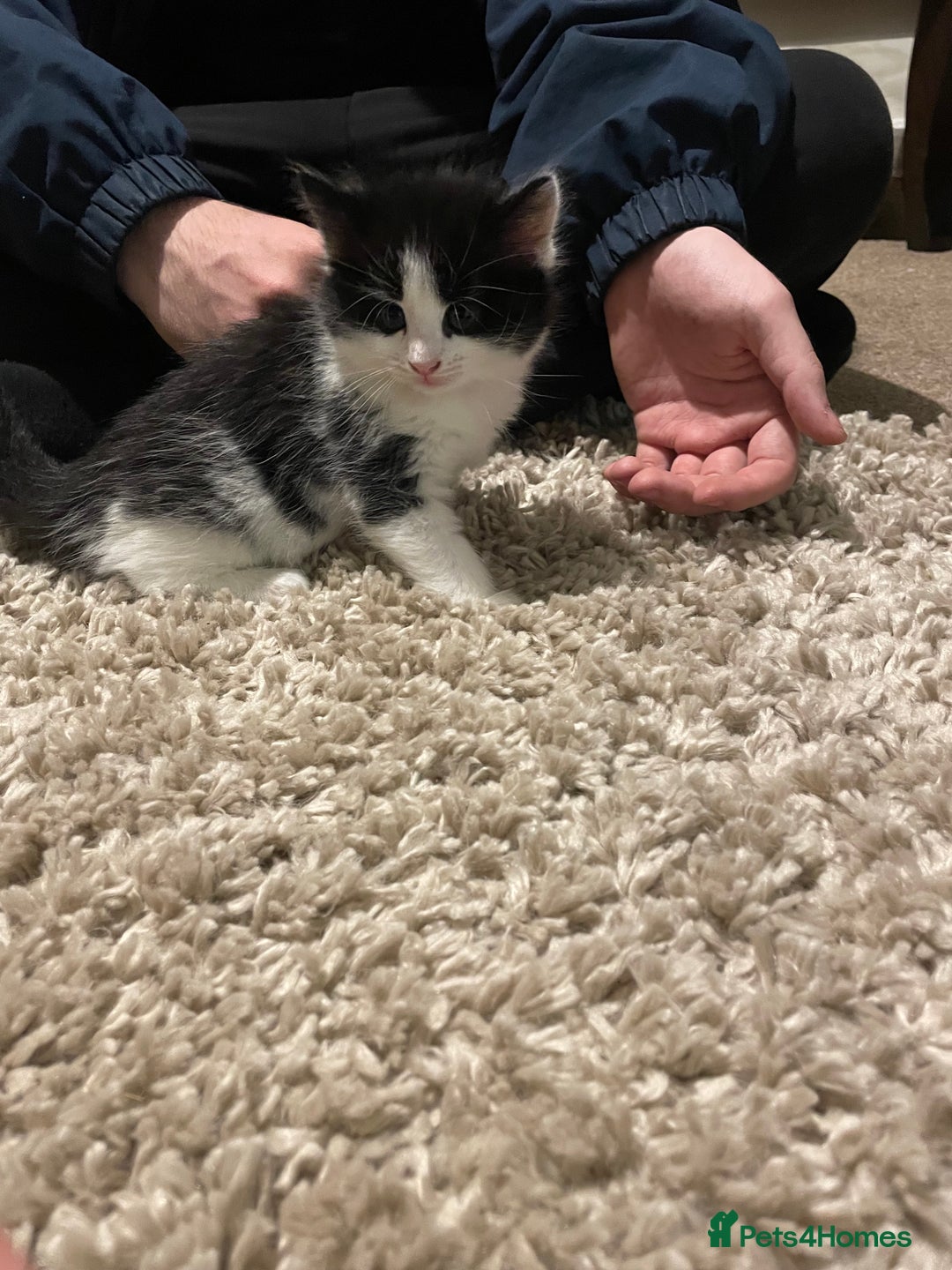 Mixed Breed cats for sale: 2 kittens looking for forever homes  - Image 2