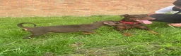 Dobermann dogs for sale: KC Dobermann pups  - Advert 4