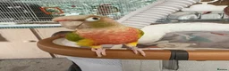 Conures birds for sale: Indie and Mango  in King's Lynn - Advert 4