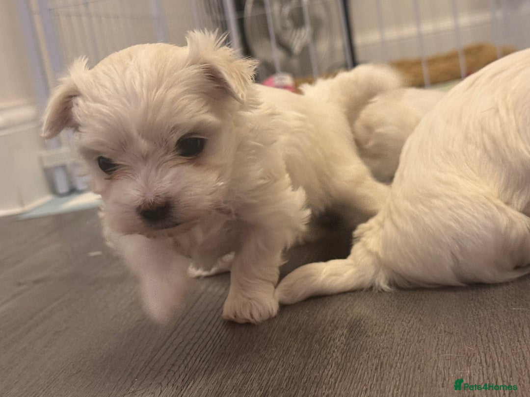 Maltese dogs for sale: Beautiful Maltese puppies ✨ - Advert 3