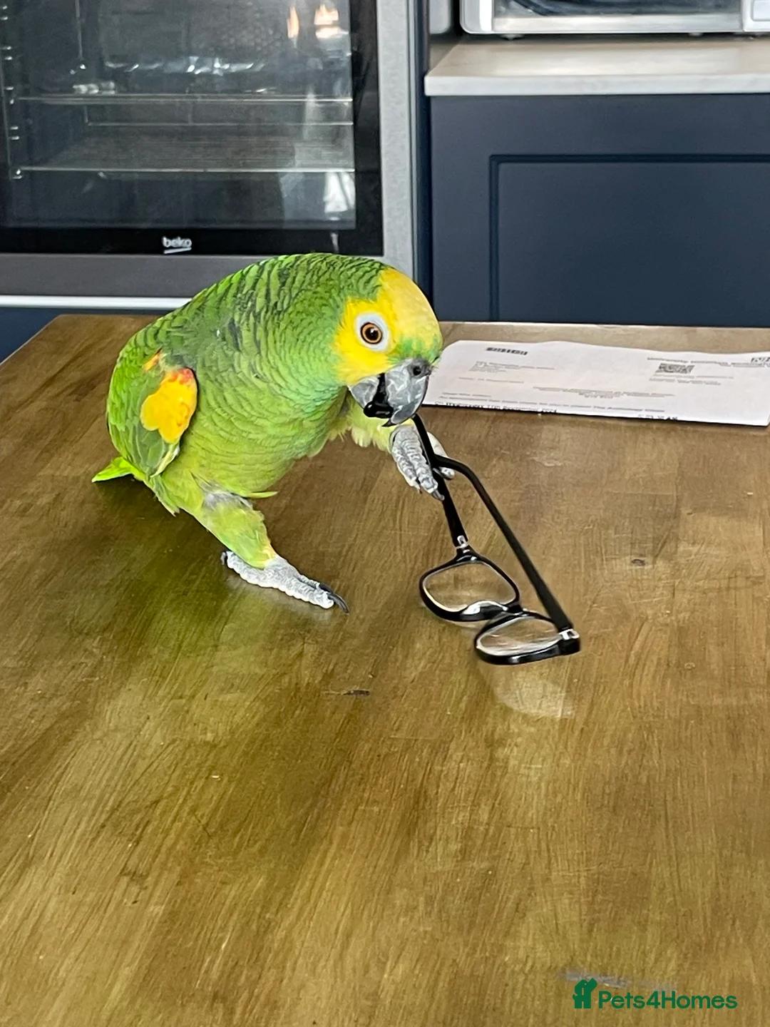 Parrots birds for sale: Blue faced Amazon.  - Advert 4