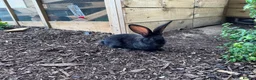 Continental Giant rabbits for sale: 8 Continental Giant Babies - Advert 11