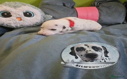 Dalmatian dogs for sale: 6 KC Dalmatian puppies Left - Image 29