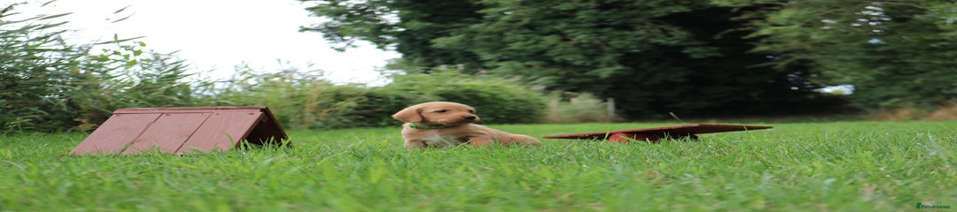Springador Puppy 7