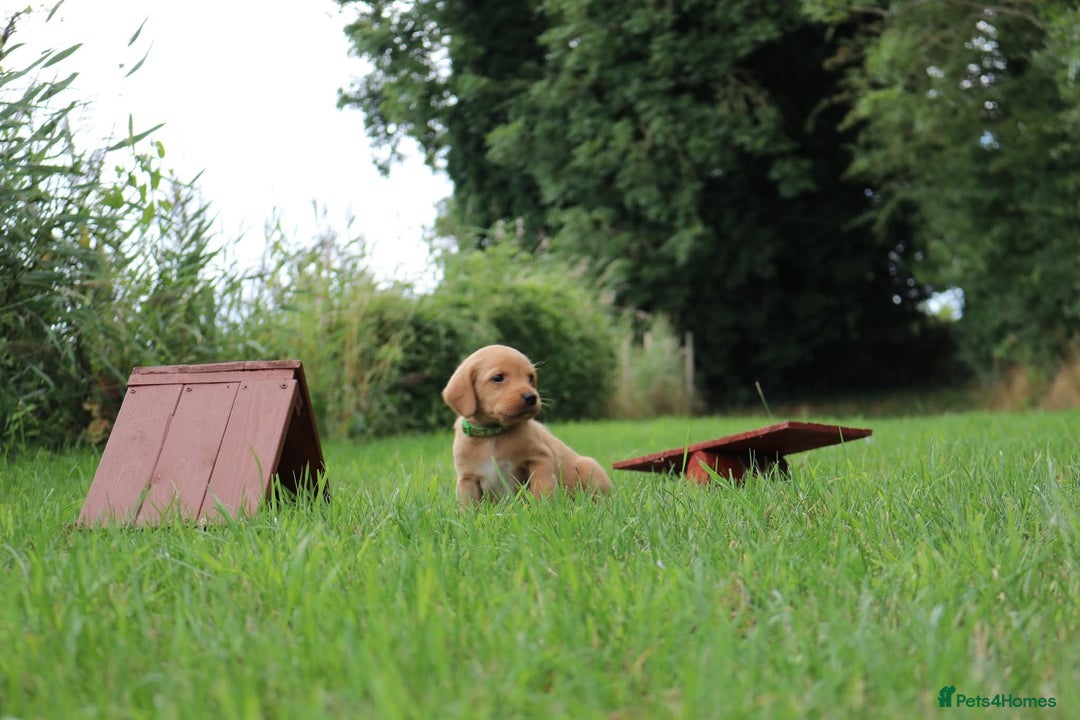 Springador dogs for sale: 8 beautiful springador puppies for sale  - Image 8