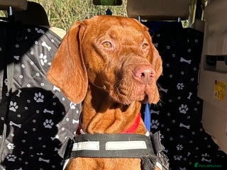 Hungarian Vizsla dogs Rare rusty gold in Chepstow - Advert 1