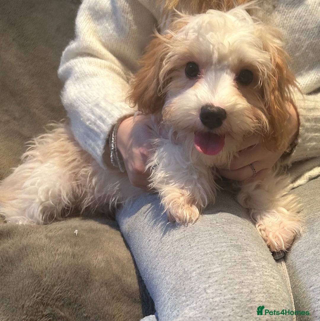 Cavapoo dogs for sale: Miniature Cavapoo puppies ready to leave - Advert 3