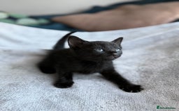 Mixed Breed cats for sale: Adorable Kittens Looking for Their Forever Homes ✨ - Image 18