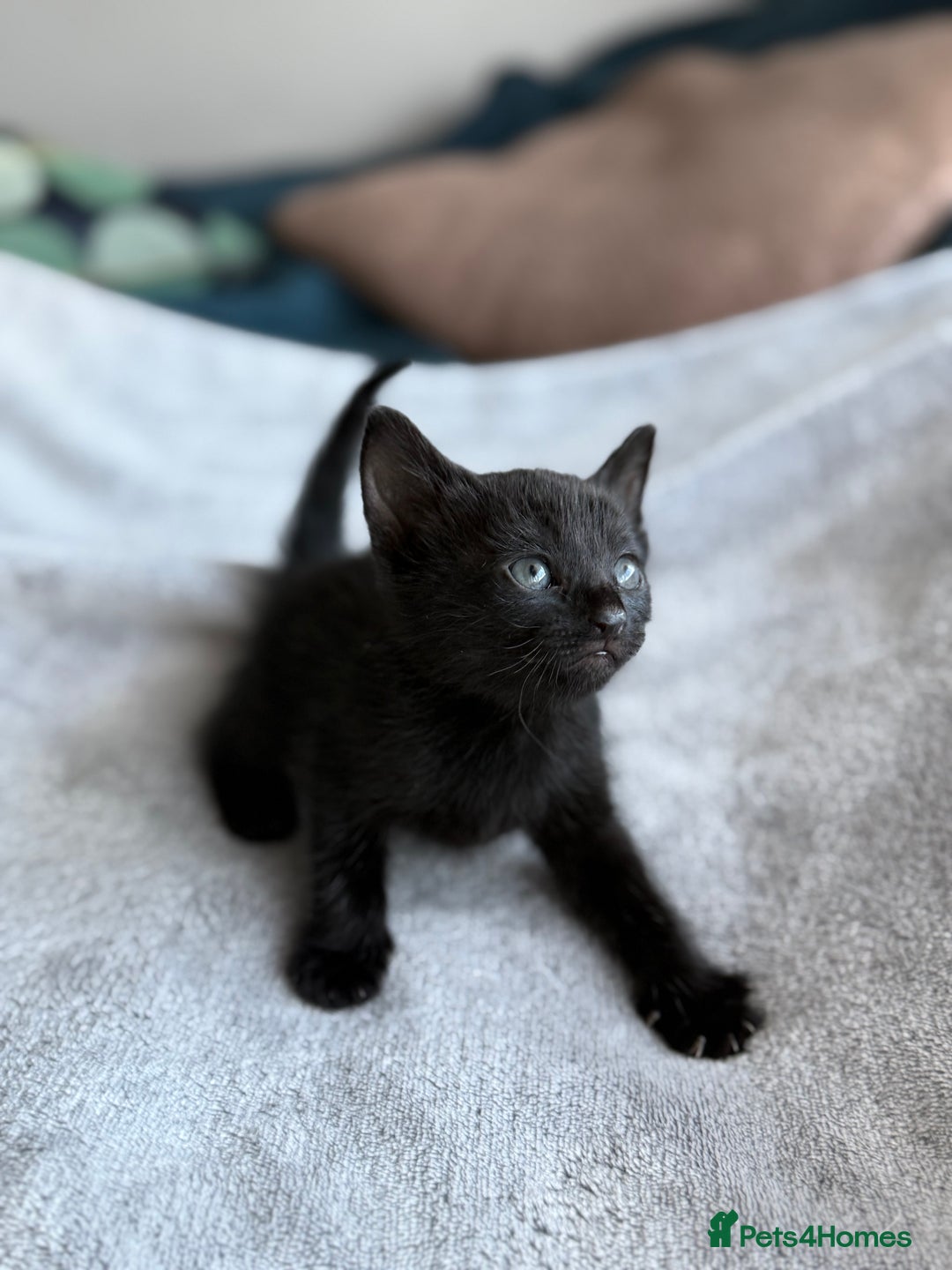 Mixed Breed cats for sale: Adorable Kittens Looking for Their Forever Homes ✨ - Image 18