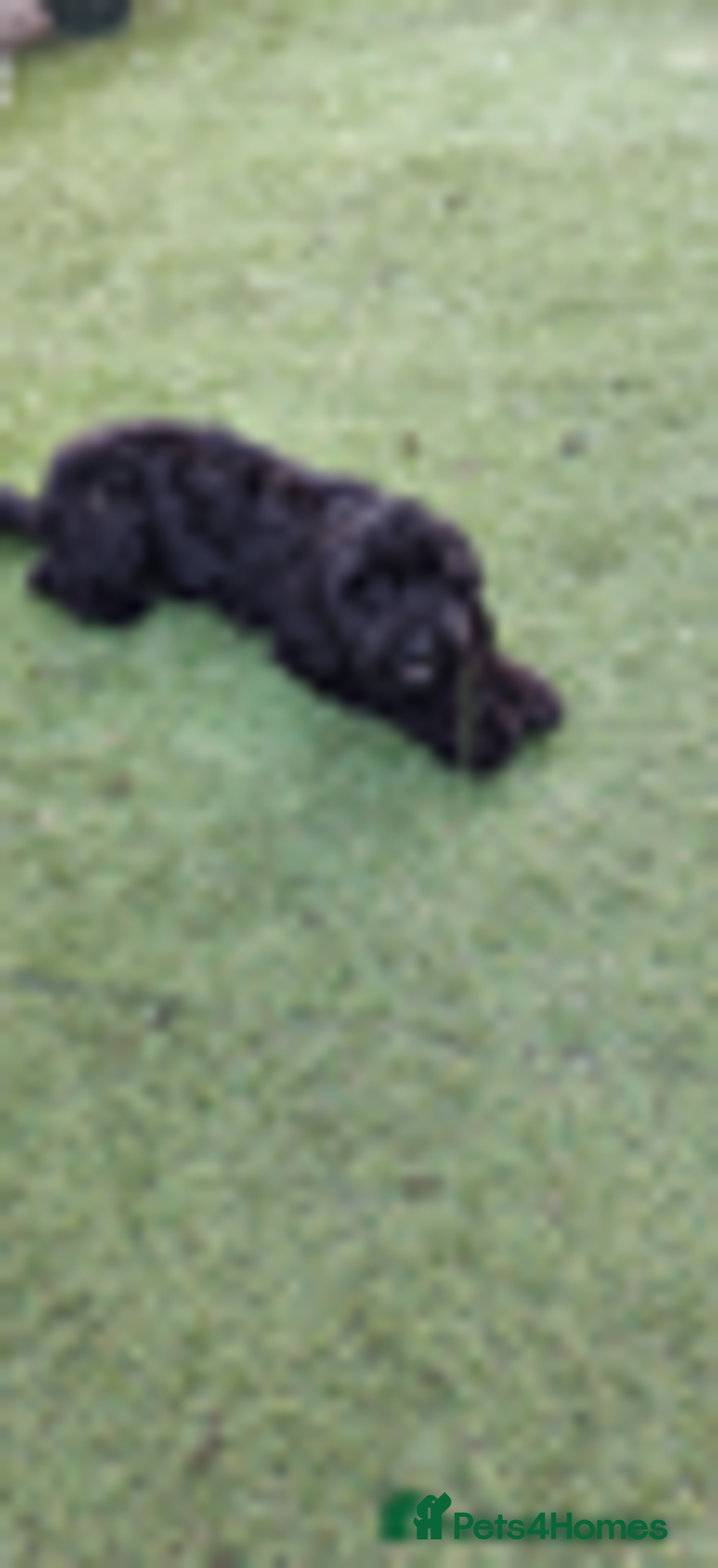 Cockapoo dogs for sale: 1 female left beautiful F2 Cockapoo puppies  - Advert 11